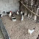 للبيع دجاج بياض بلدي