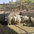 حريات طليان و رخل للبسع