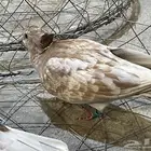 جوز قرزل مع انتاجه