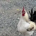 ديكة بلدي ذكور فقط
