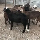 طليان سواكن