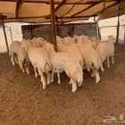 رخال حريات تم الليع