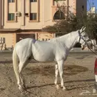 حصان