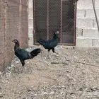 ديكه