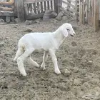 رخله داغور حريه