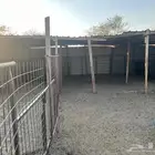 حظيره أغنام