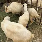 اربع رخيل مزايين 2 كبار 2 صغار