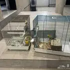 طيور للبيع زوج باجي وذكر كروان ذكر يغرد تغريد جميل