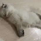 قطة للبيع