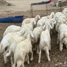 بهم تربية العدد 95
