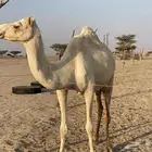 بنت ولد حبيب ملاقي على الساحل منتج