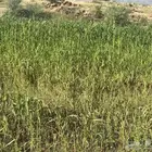 قصب بلدي