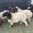 بهم تربية نعيم
