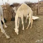 قعدان للبيع في بيشة