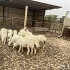 حري طليان