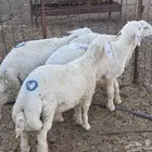 طليان حري للبيع