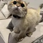 سكوتش فولد ذكر لتزاوج بدون مقابل