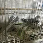 سلام عليكم جواز كروان هولندي