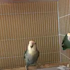 جوز روز غير منتج على السوم لا يجي الا الصامل