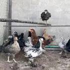 صيصان تركي