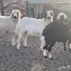 خرفان نجد للبيع