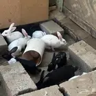 أرانب بلدي وفرنسي