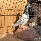 حمام باكستاني تيدي سخي