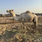 للبيع
