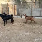 تيوس كلهاري هجين دهم فواخر للبيع