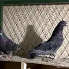 حمام قطيفي قلابي للبيع