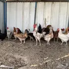 دجاج بلدي بياض