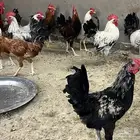 دجاج بلدي 37 ديك العمر ثمنيه شهور الموقع الحيانيه