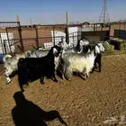5 معزاء طيبات للبيع