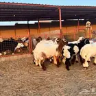 فحول نعيم