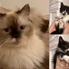 قطط للتبني