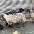 عرب فاخره