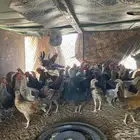 الحمضه