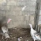ديك ودجاجة رومي