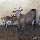 عنز قزميه ماكس معها جفرة عمرها تقريبا شهر