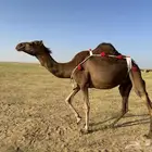 خلفه ساحلية مصغر