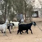 معزا عدد اربع للبيع