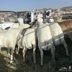 بهم للبيع