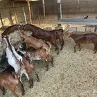 تيوس جنوبية بسوق الجربوع