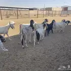 معزاء ضرائب العدد 10 بالفحل