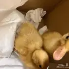 البط بكيني بطتين حجمهم وسط
