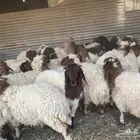 بهم نعيم طيب