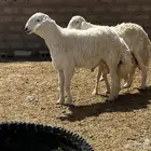 مشروع فحل حري كفو
