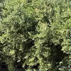 عندى حناء للبيع