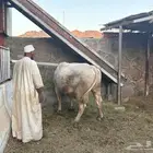 ثور ألماني للبيع
