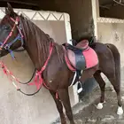 حصان واهو